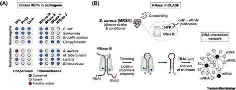 rnase a autoclaving